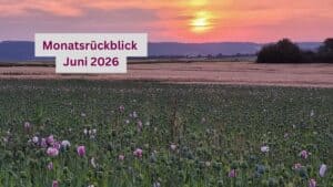 Sonnenaufgang im Mohnfeld bei Grandenborn